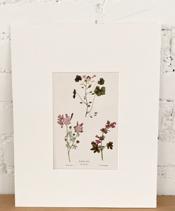 Lacey - Vintage Floral Print